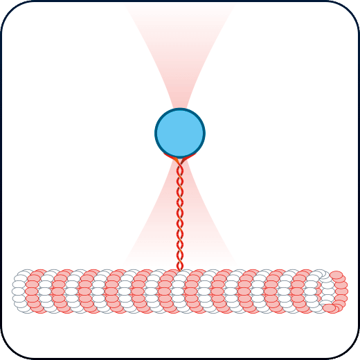 光镊 - 用于研究细胞和组织生物力的工具