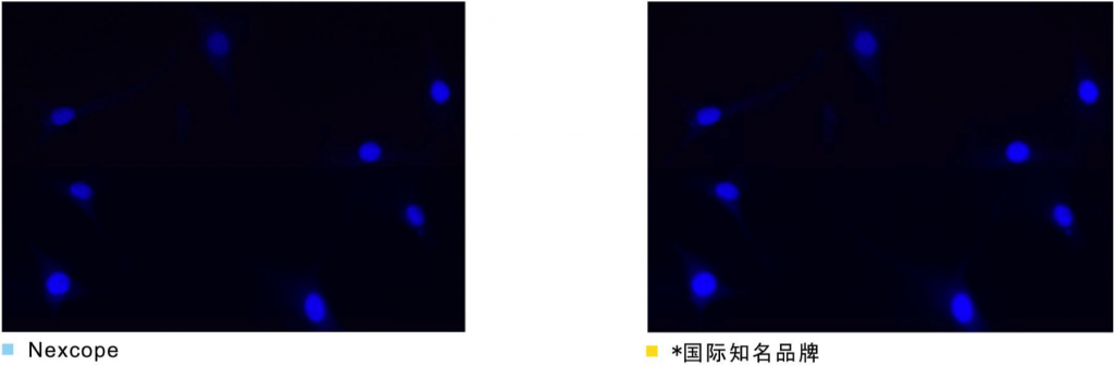 荧光滤光镜组